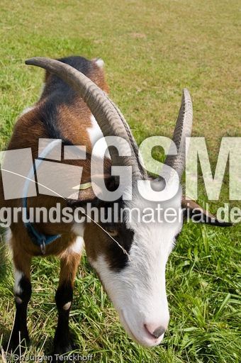 Ziege (13 von 17).jpg